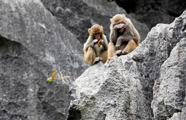 Monkeys on Monkey Island